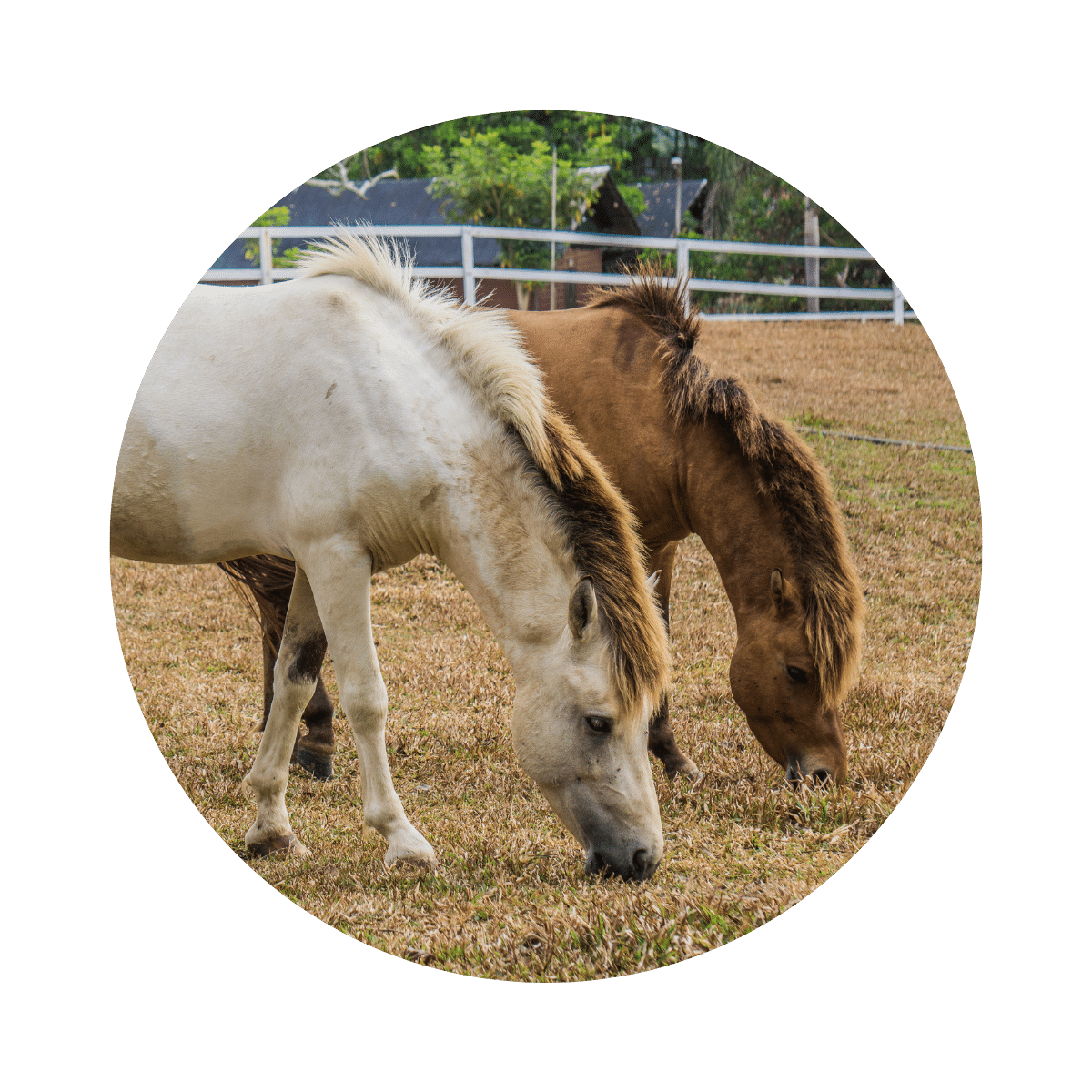 Horses circular image